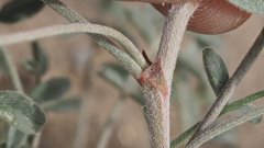 Astragalus aridus