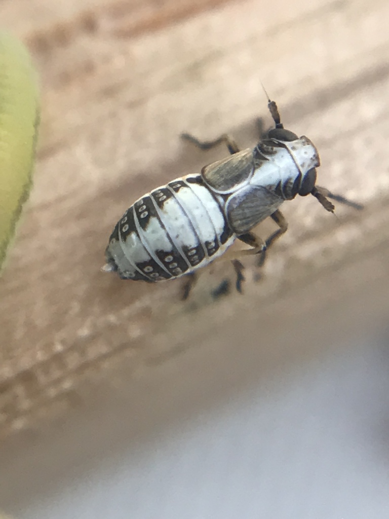 Laccocera vittipennis