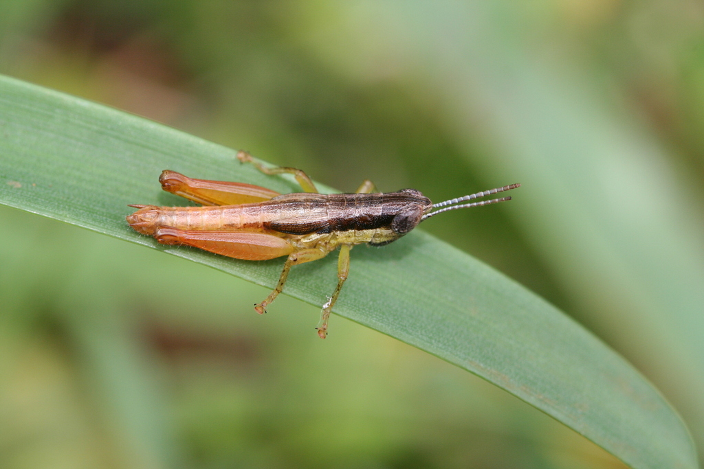 Paraspathosternum