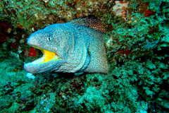 Gymnothorax nudivomer