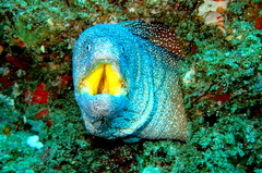 Gymnothorax nudivomer