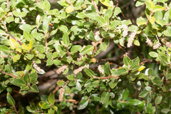 Salix foetida