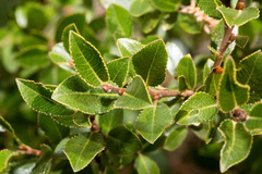 Salix foetida