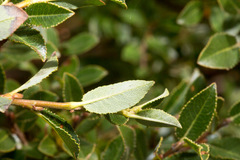 Salix foetida