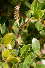 Salix foetida