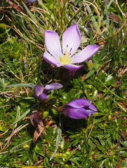 Gentianella cerastioides