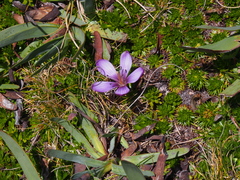 Gentianella cerastioides