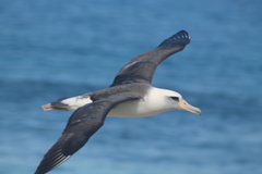 Laysan Albatross photo 3