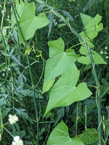 Bearbind foliage