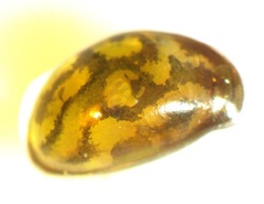 Image of Chlamydotheca arcuata