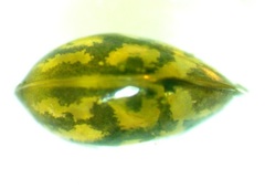Chlamydotheca arcuata