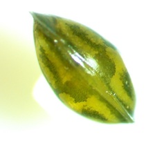 Chlamydotheca arcuata