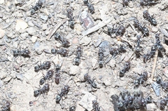 Iridomyrmex suchieri