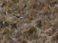 Daptrius carunculatus