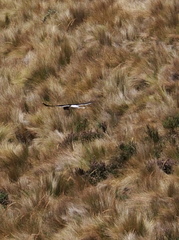 Daptrius carunculatus