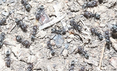 Iridomyrmex suchieri