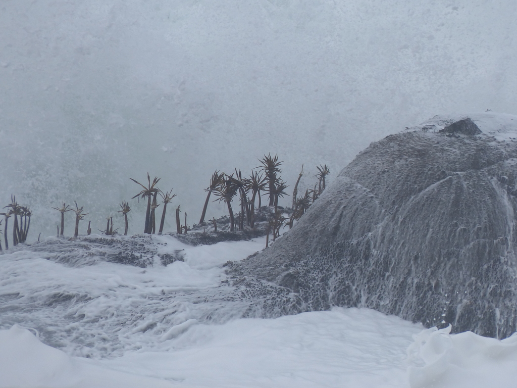 Photo of Sea Palm (Postelsia palmaeformis)