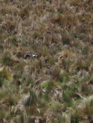 Daptrius carunculatus