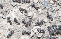 Iridomyrmex suchieri