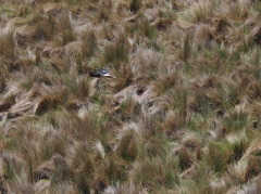 Daptrius carunculatus