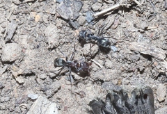 Iridomyrmex suchieri