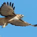 Red-tailed Hawk - Photo (c) Greg Lasley, some rights reserved (CC BY-NC), uploaded by Greg Lasley