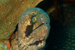 Gymnothorax breedeni
