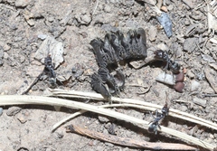 Iridomyrmex suchieri