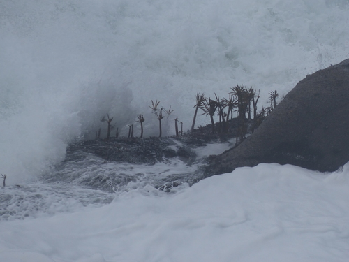 Photo of Sea Palm (Postelsia palmaeformis)