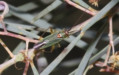 Austromiris viridissimus