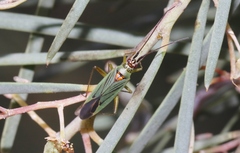 Austromiris viridissimus