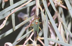 Austromiris viridissimus