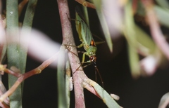 Austromiris viridissimus