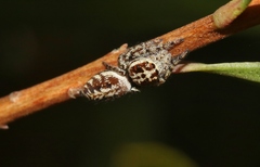 Opisthoncus serratofasciatus