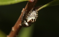 Opisthoncus serratofasciatus