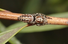 Opisthoncus serratofasciatus