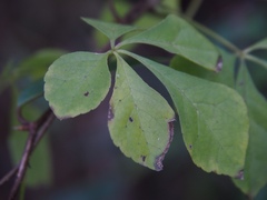 Eleutherococcus spinosus japonicus