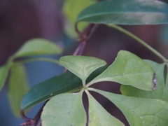 Eleutherococcus spinosus japonicus