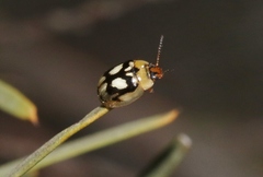 Peltoschema hamadryas