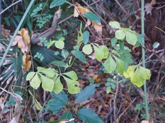 Eleutherococcus spinosus japonicus