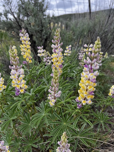Lupinus arbustus