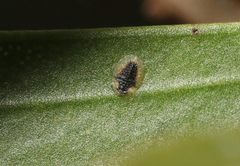 Chitonaleyrodes canberrensis