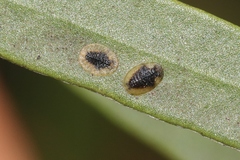 Chitonaleyrodes canberrensis