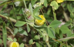 Trifolium striatum