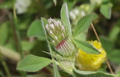 Trifolium striatum