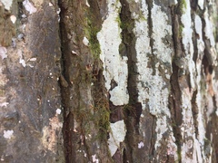 Nadvornikia sorediata