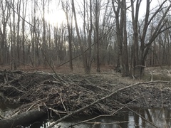 Hypotrachyna showmanii