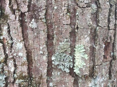 Hypotrachyna showmanii