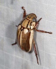 Anoplognathus abnormis