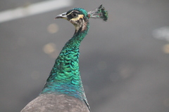 Pavo cristatus × muticus